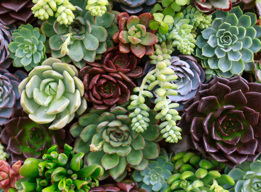 Digital Banking Cds Loans A Garden Of Succulents