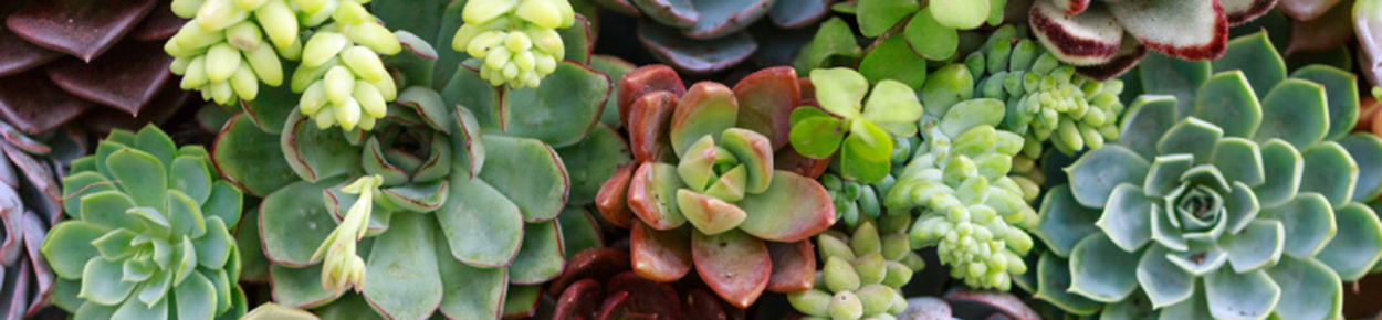 Green succulents