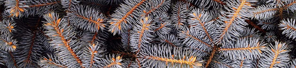 Close up of pine tree branches