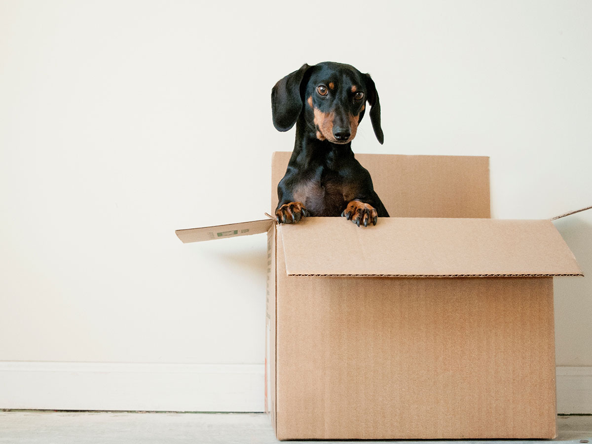 Puppy dog in cardboard box