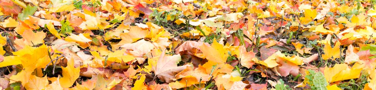 orange and yellow leaves on the ground