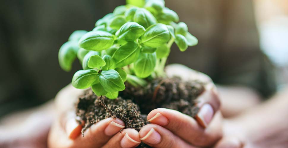 Hands holding dirt with green plant
