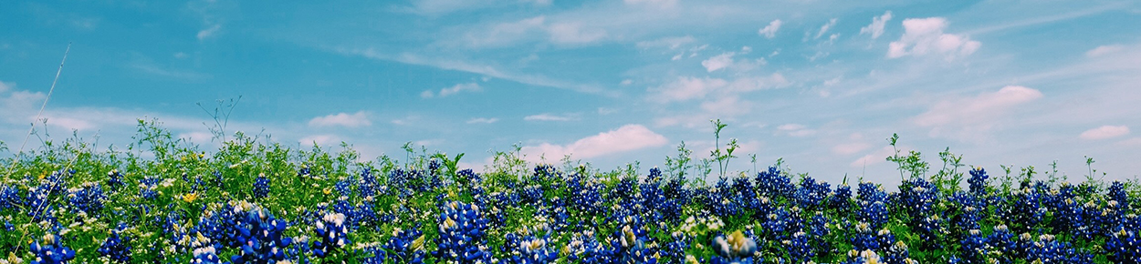 Blue bonnet landscape with blue sky