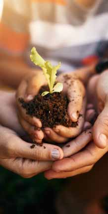 Hands holding dirt and green plant